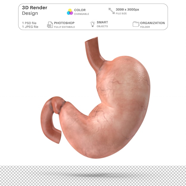PSD 人間の胃の解剖学 3d モデリング psd ファイル 現実的な人間の解剖学