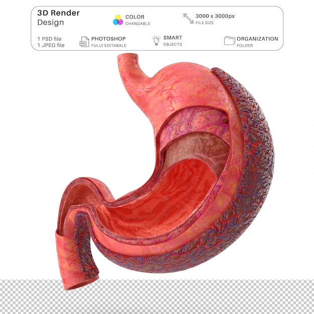 PSD anatomia umana dello stomaco modellazione 3d psd file anatomia umana realistica