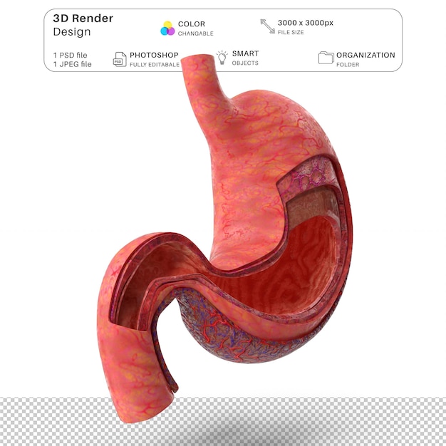 PSD 人間の胃の解剖学 3d モデリング psd ファイル 現実的な人間の解剖学