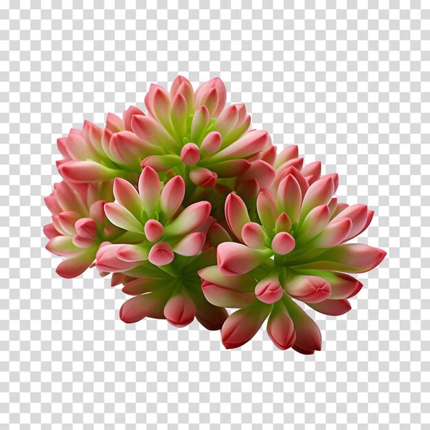 PSD 透明な背景にイソレートされた石の花 (psd)