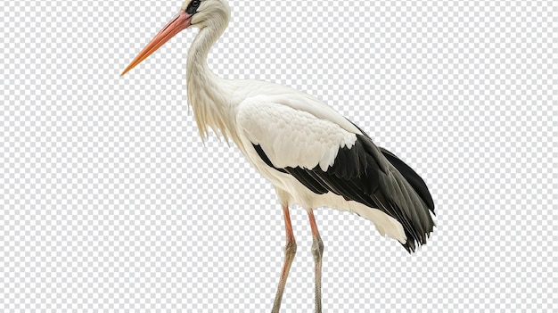 Stork odizolowany na przezroczystym tle nadaje się do użytku edukacyjnego i informacyjnego w publikacjach dotyczących przyrody i przyrody
