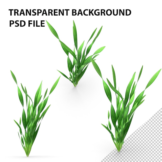 PSD straight vallisneria aquarium plant png