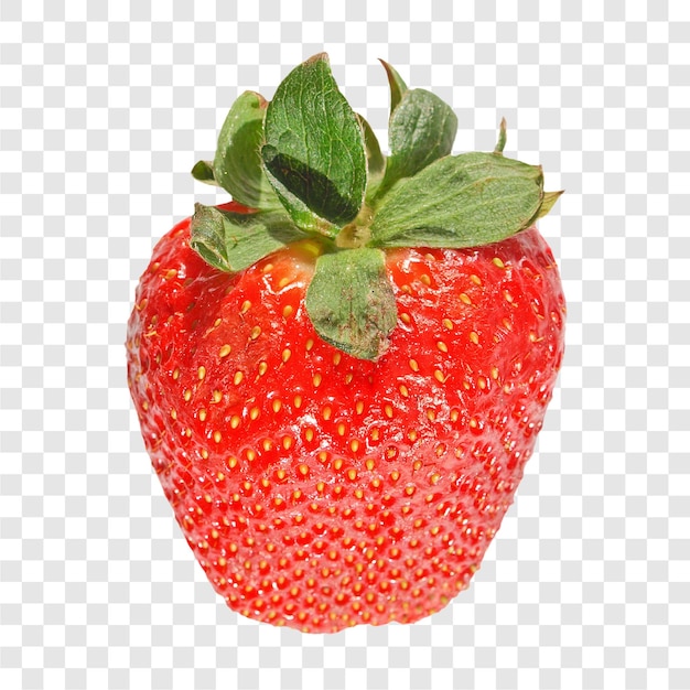 Strawberry fruit transparent