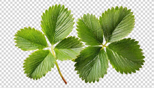 PSD strawberry leaves isolated on a transparent background fragaria vesca