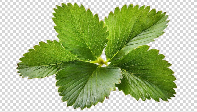 Strawberry leaves isolated on a transparent background fragaria vesca