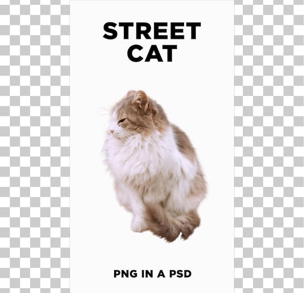 PSD 스트리트 고양이 png psd