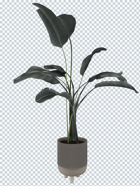 PSD piante di strelitzia nikolai su mockup vaso bianco