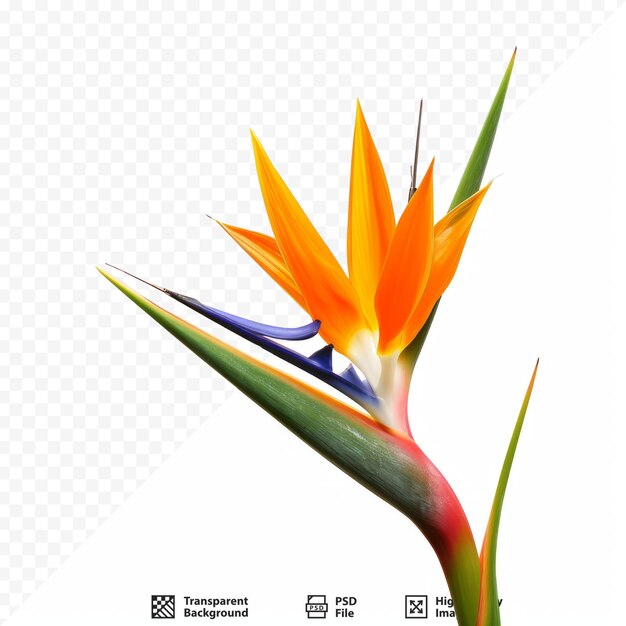 PSD strelitzia reginae paradijsvogel bloem geïsoleerd op witte geïsoleerde achtergrond