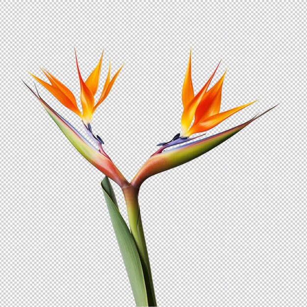 Strelitzia reginae.