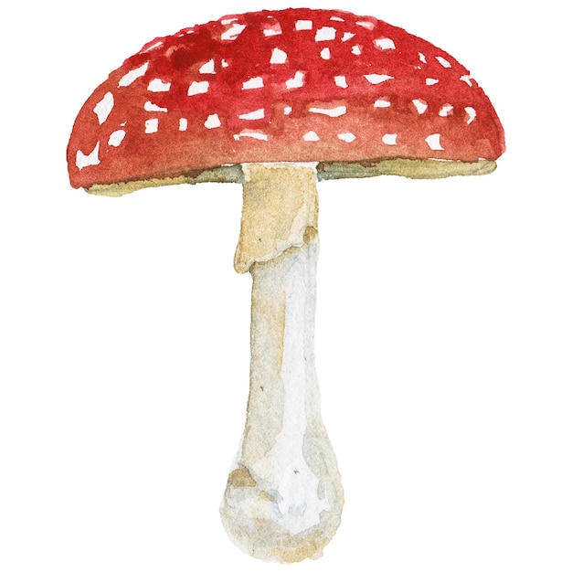 PSD streszczenie akwarela ilustracja grzybów jesienią ręcznie rysowane elementy projektu natura na białym tle