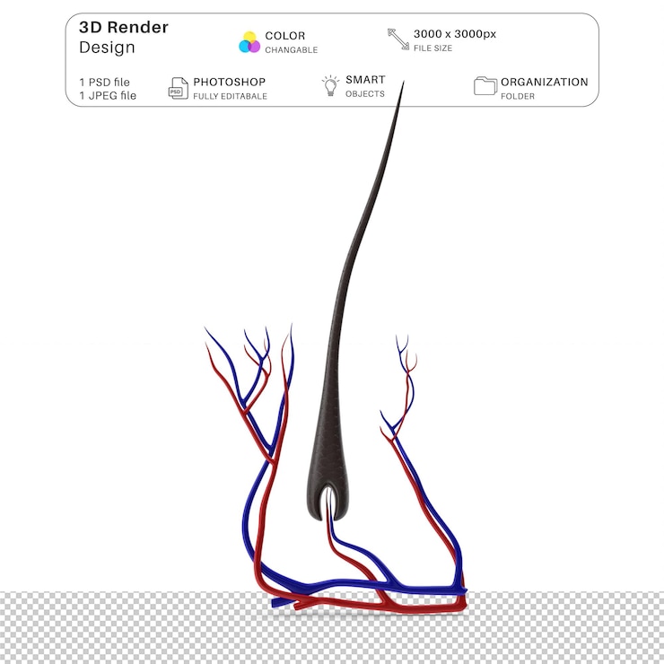 PSD structure of human hair 3d modeling psd file realistic human anatomy