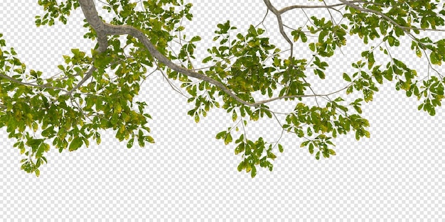Struiken in 3D-rendering geïsoleerd