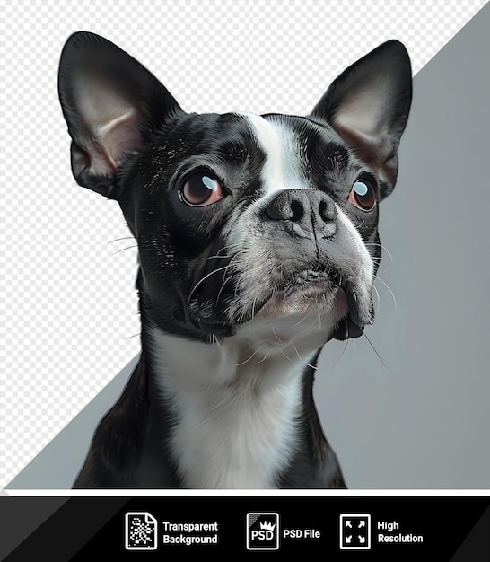 Studio headshot portret van boston terrier hond met hoofd gekanteld naar voren tegen een witte isol achtergrond