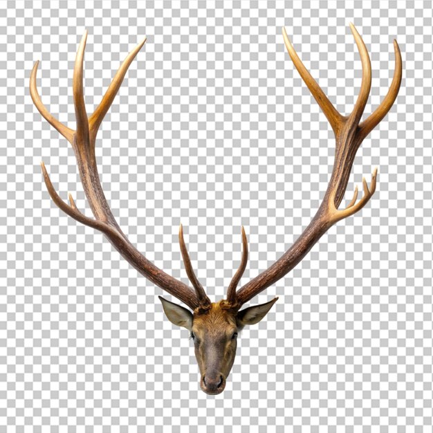 Stuffed deer head isolated on white with clipping path on transparent background