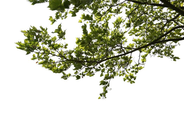 PSD stunning tree canopy views with natural leaf patterns