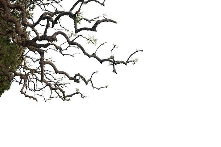 PSD stunning tree canopy views with natural leaf patterns