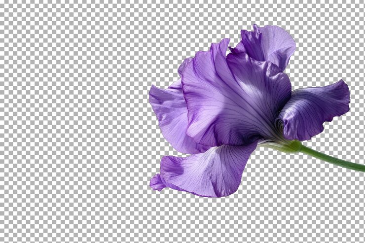 Stunning Vivid Purple Iris Blossoming Naturally in a Garden with isolated on transparent background