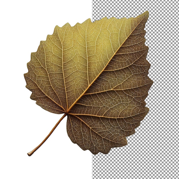 Sublime simplicity isolated leaf in png splendor