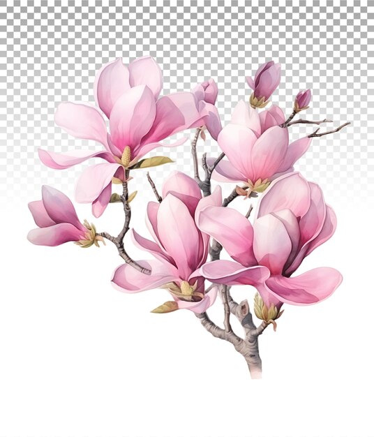 Subtle watercolor blossomspink magnolia flowers and branches