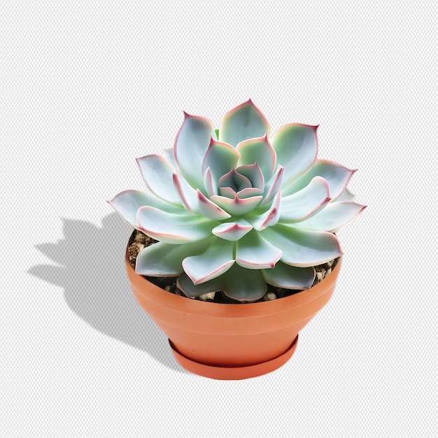 PSD succulent plants