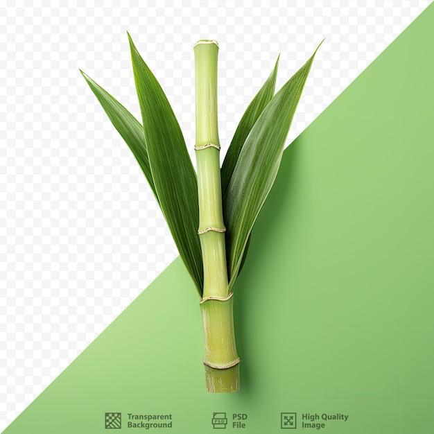 Сахарный тростник изолирован с обтравочной дорожкой на прозрачном фоне