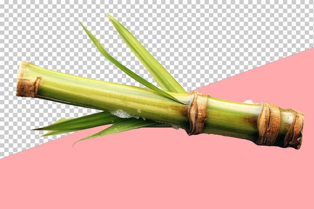 PSD sugar cane stalk transparent background