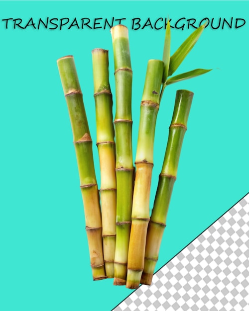 Sugar cane stalk transparent background