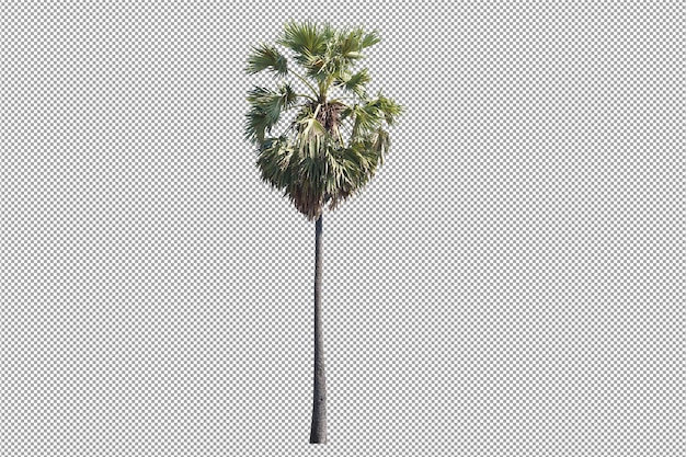 suikerpalm