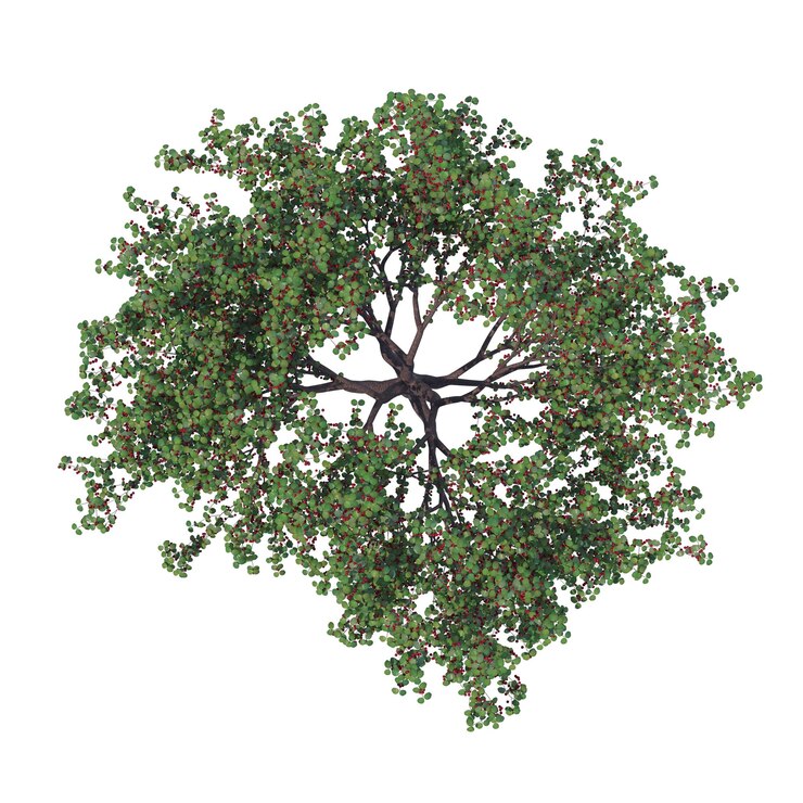 PSD summer cherry tree with berries isolated transparent background 3d rendering
