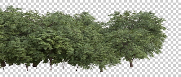 Летняя листва на прозрачном фоне 3d рендеринг иллюстрации