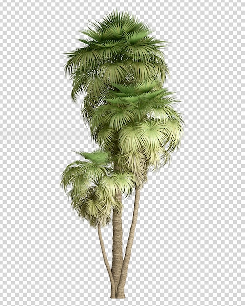 PSD summer palm tree in 3d rendering