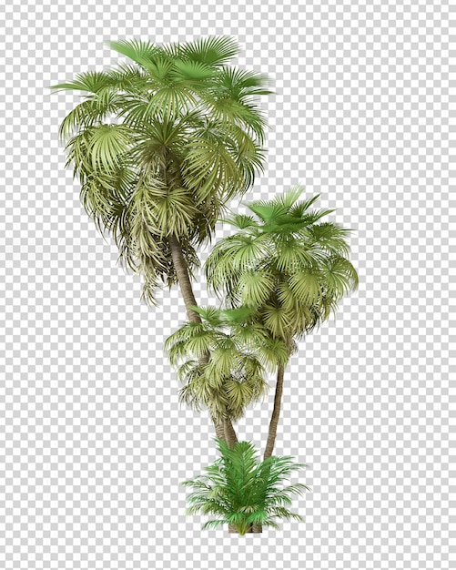 PSD summer palm tree in 3d rendering