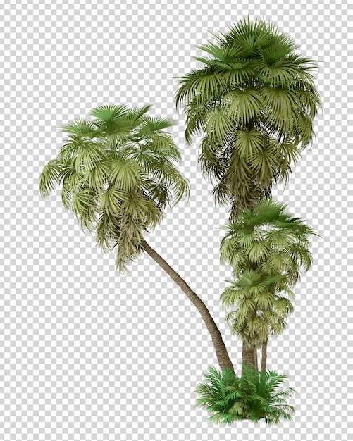 PSD summer palm tree in 3d rendering