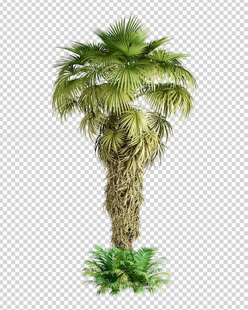 summer palm tree in 3d rendering