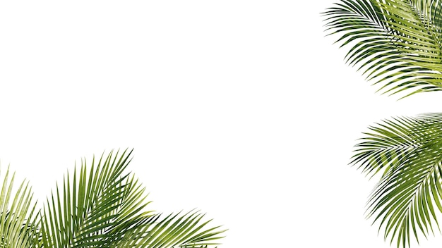 PSD summer tropical palm leaves exotic palms tree transparent background