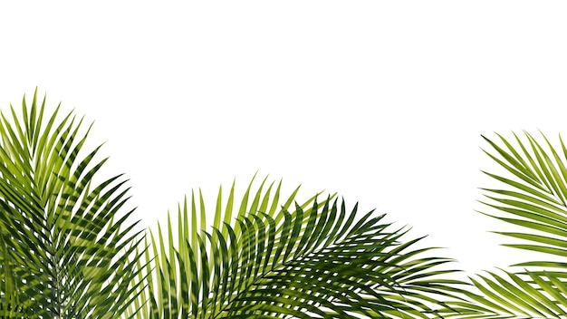 PSD summer tropical palm leaves exotic palms tree transparent background