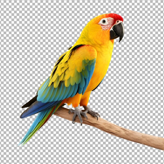 Sun conure papegaai geïsoleerd op transparante achtergrond