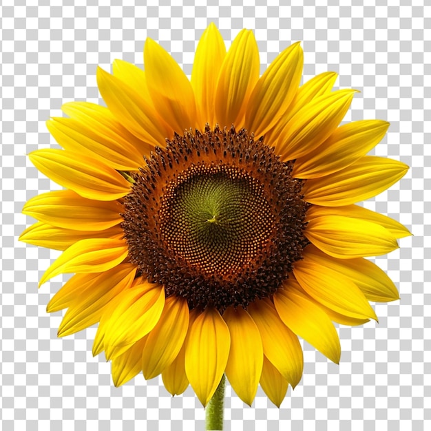 PSD sun flower isolated on transparent background