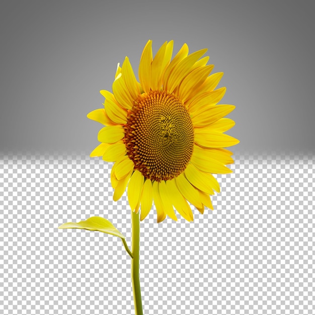 Girasole 3d