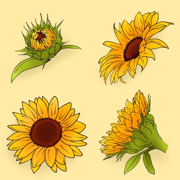 Sunflower_buds_blooming_on_a_yellow_background