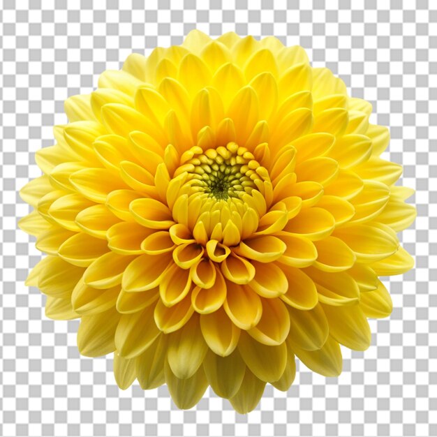 PSD fiore di girasole png isolato su uno sfondo trasparente