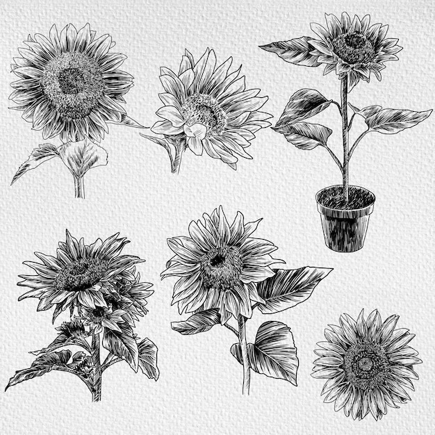 PSD sunflower illustration design line art