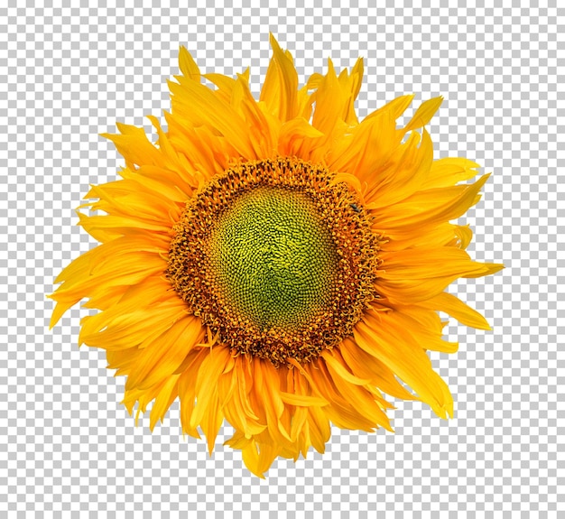 Sunflower isolated transparency background