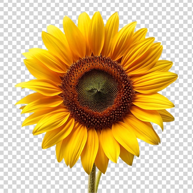 PSD sunflower isolated on transparent background