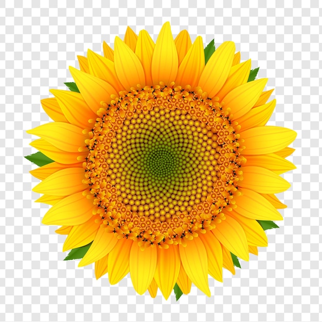 Sunflower isolated on white isolated on transparent background