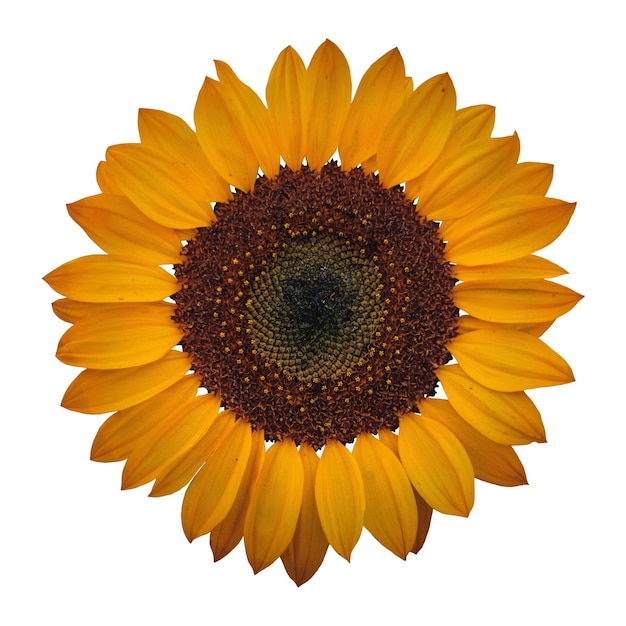 PSD a sunflower isolated without background