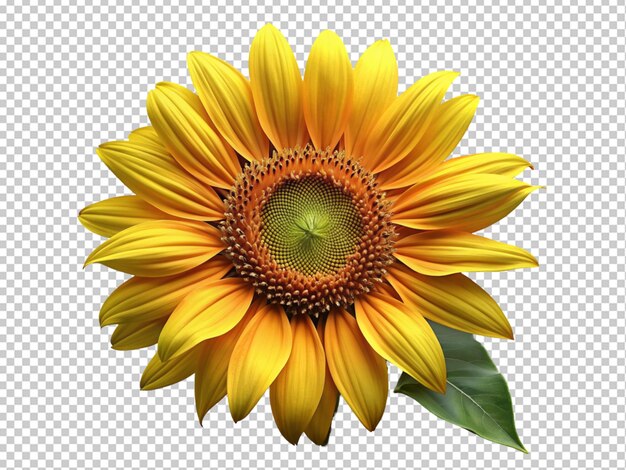 PSD sunflower rose