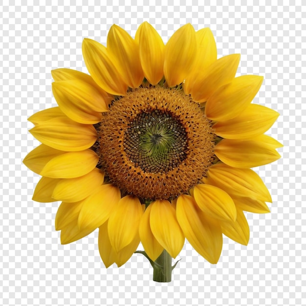 A sunflower with a green stem and a yellow flower