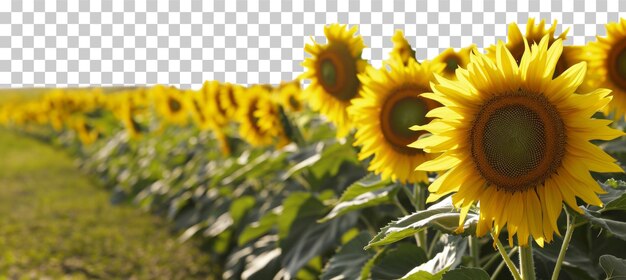 PSD sunflowers in the field