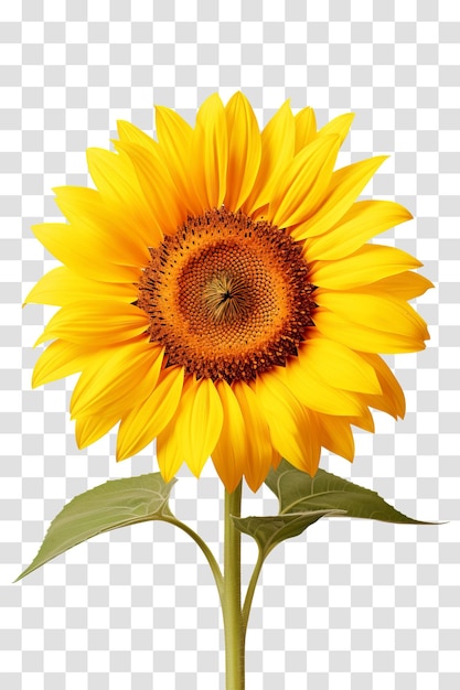 PSD sunflowers isolated on transparent background png